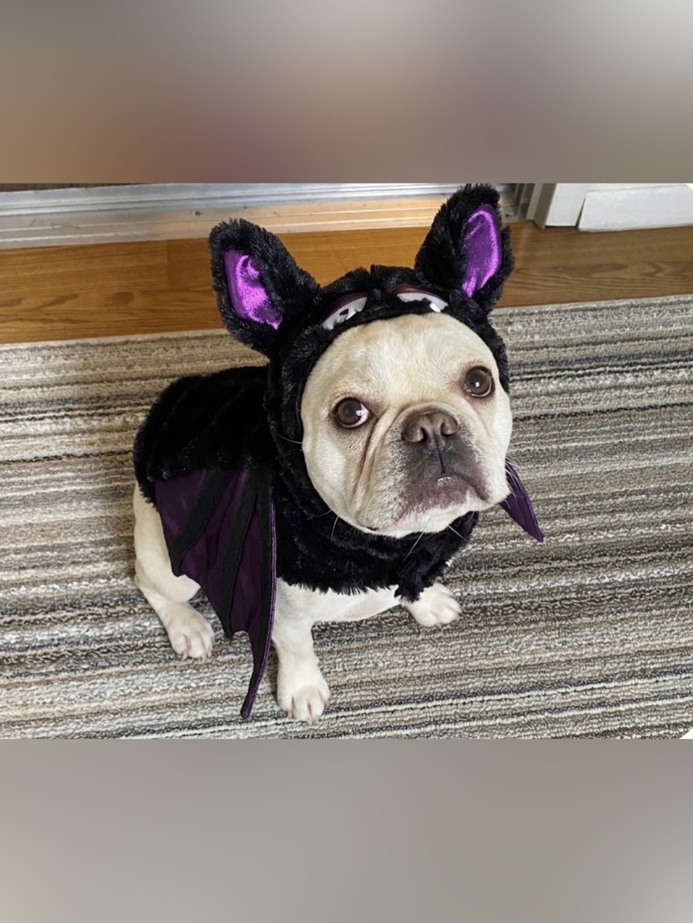 Tom's Toy International Fuzzy Bat Pet Costume Black & Purple Wings Size Medium